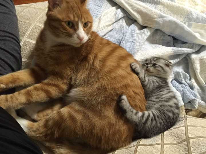 打算带两只猫进行为期一个月的欧洲自驾游 该如何计划 知乎 打算带两只猫进行为期一个月的欧洲自驾游 该如何计划 知乎