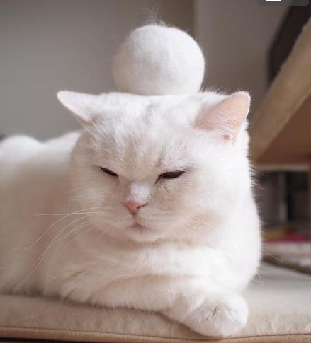 家中有猫 出门的时候总是一身猫毛怎么办 知乎 家中有猫 出门的时候总是一身猫毛怎么办 知乎