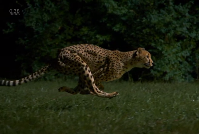 为什么食肉恐龙多为两足行走 而类似的进化特征没有出现在哺乳类食肉动物身上 知乎