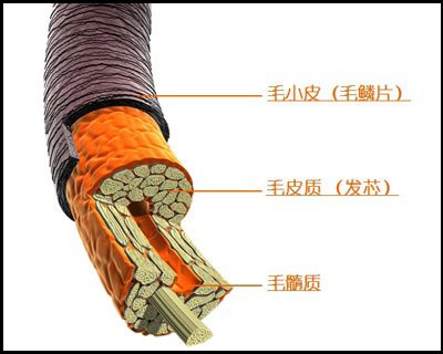 头发是从发根生长,为什么发梢会分叉?难道发梢也在生长吗?分叉是为什么? - 知乎