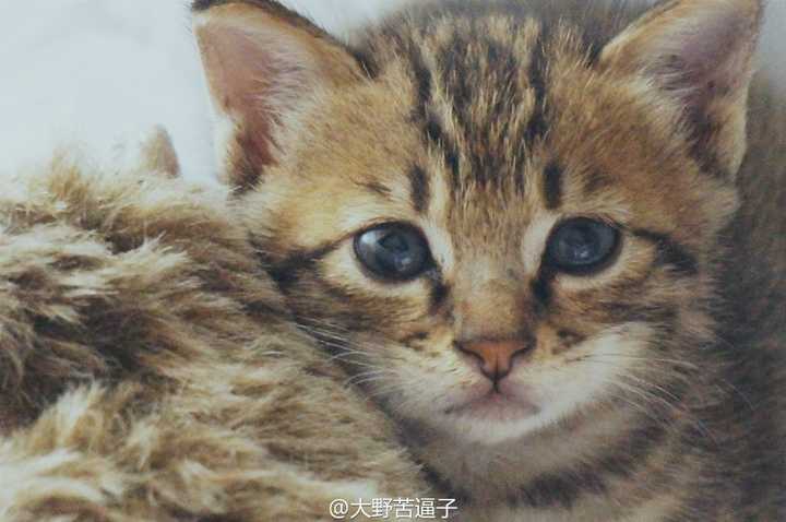 中华田园猫的颜值有多高 知乎 中华田园猫的颜值有多高 知乎