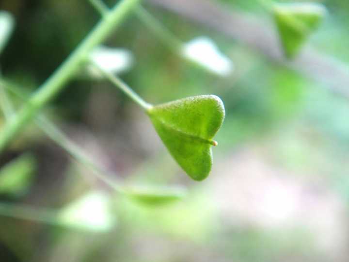 请问这叶子是心型的野花叫什麽?