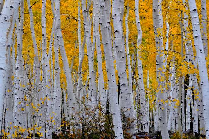 树有寿命极限吗? - 知乎