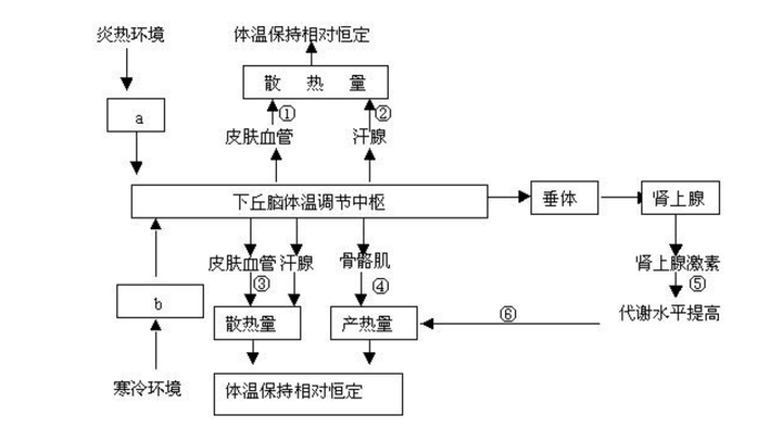 为什么爬行类动物需要靠环境来调节体温?