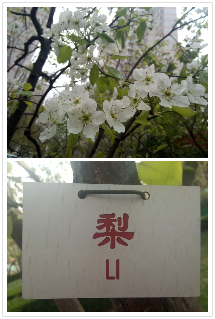 如何区别桃花 杏花 李花 樱花 梨花和梅花 知乎 如何区别桃花 杏花 李花 樱花 梨花和梅花 知乎