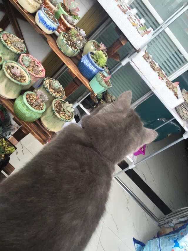 有没有知友又养猫又养多肉的 知乎 有没有知友又养猫又养多肉的 知乎