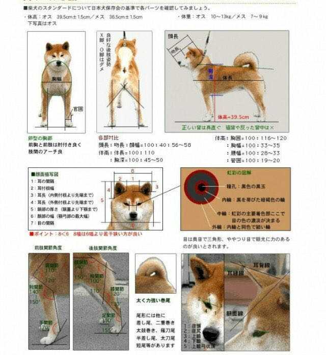 中华田园犬 柴犬和秋田犬的区别是什么 知乎