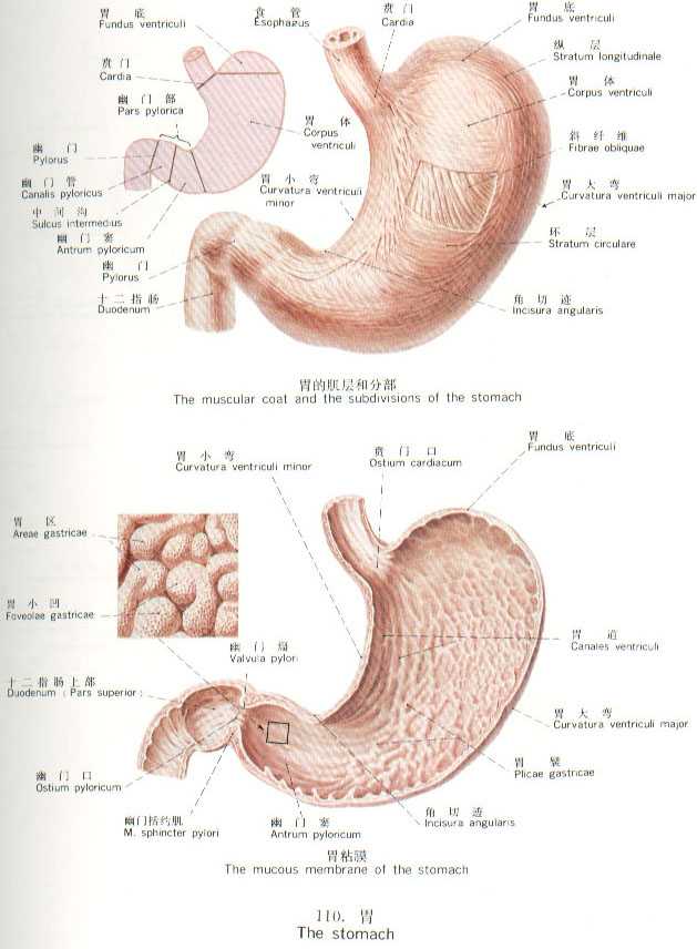 胃的形态分布图片
