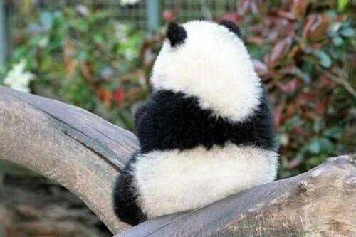 你有哪些熊猫 背影的萌图？