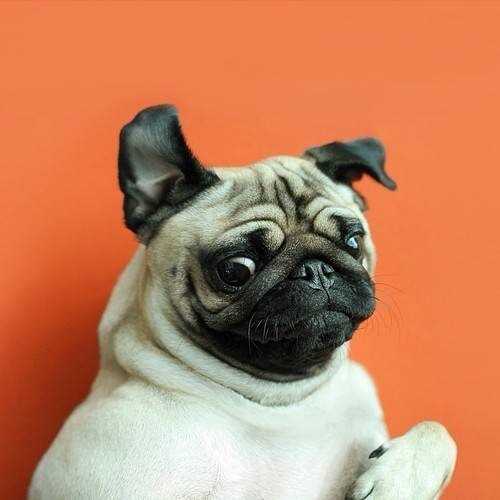 超级适合当头像哈哈哈再来一些其他的狗狗图片头像 之 萌娃篇以前我一直