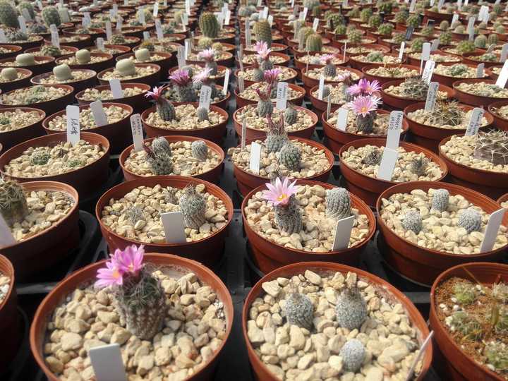 背植物拉丁名是一种怎样的体验 知乎