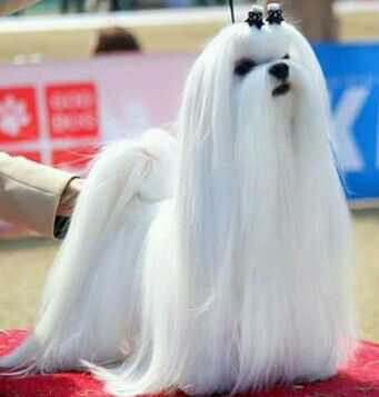 如何区分马尔济斯犬 比熊犬 白色贵宾犬 知乎