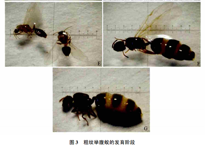 关于蚂蚁 蚂蚁的生活是怎样的 知乎