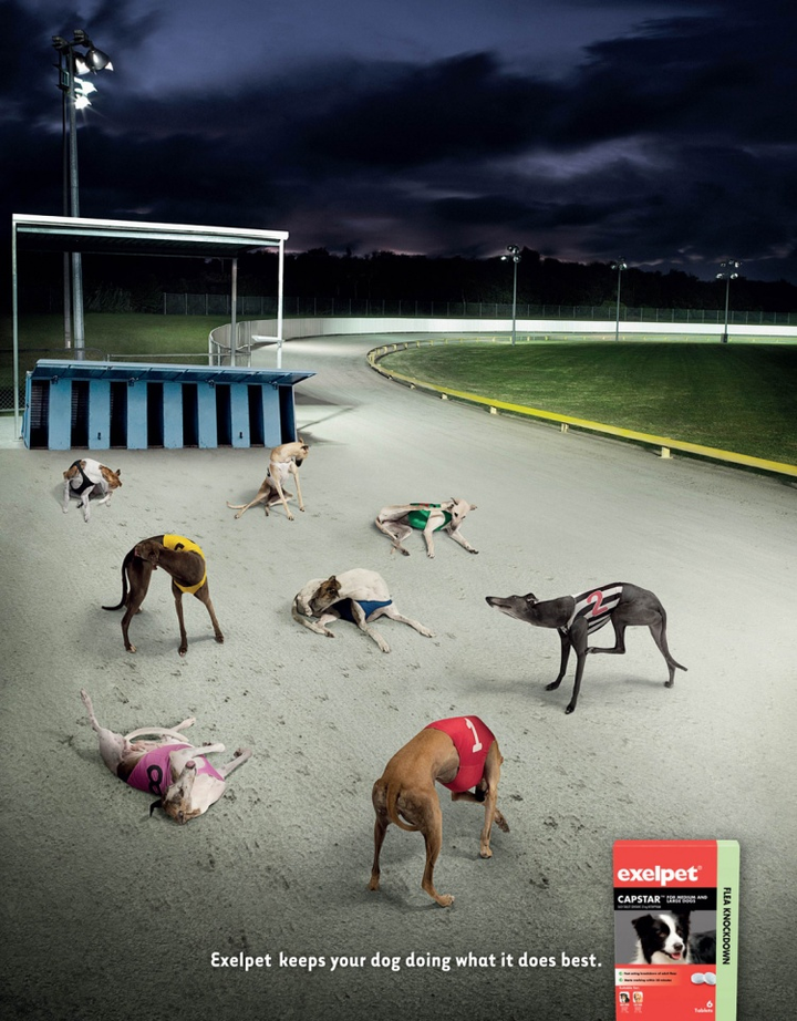 有哪些很有意思的动物趣味性广告?