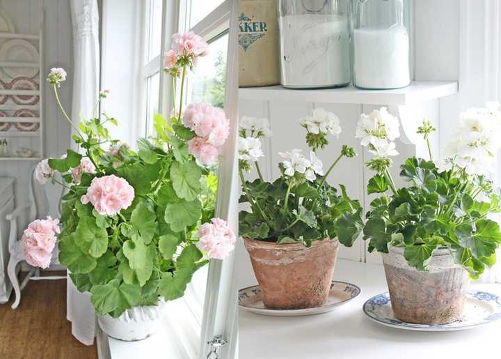有哪些适合秋冬观花的室内植物 知乎 有哪些适合秋冬观花的室内植物 知乎