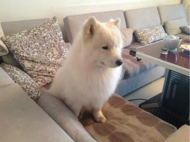 新手如何正确调教破坏王哈士奇 知乎