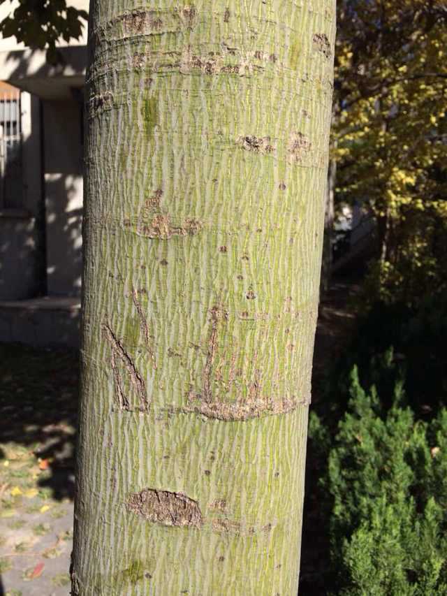 这是梧桐的树干