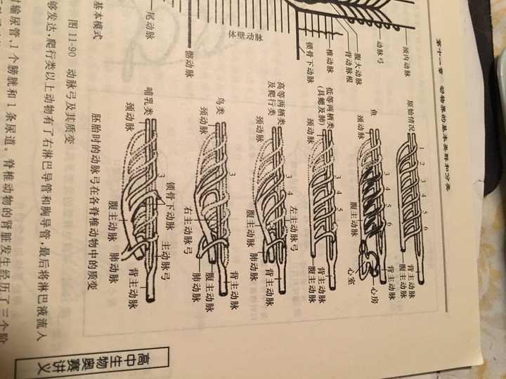 为什么心脏会被进化出来 有哪些脊椎动物没有心脏 知乎