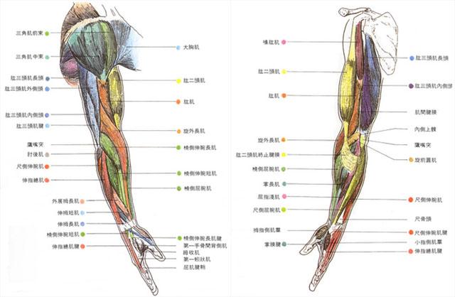 手臂肌肉详解图片