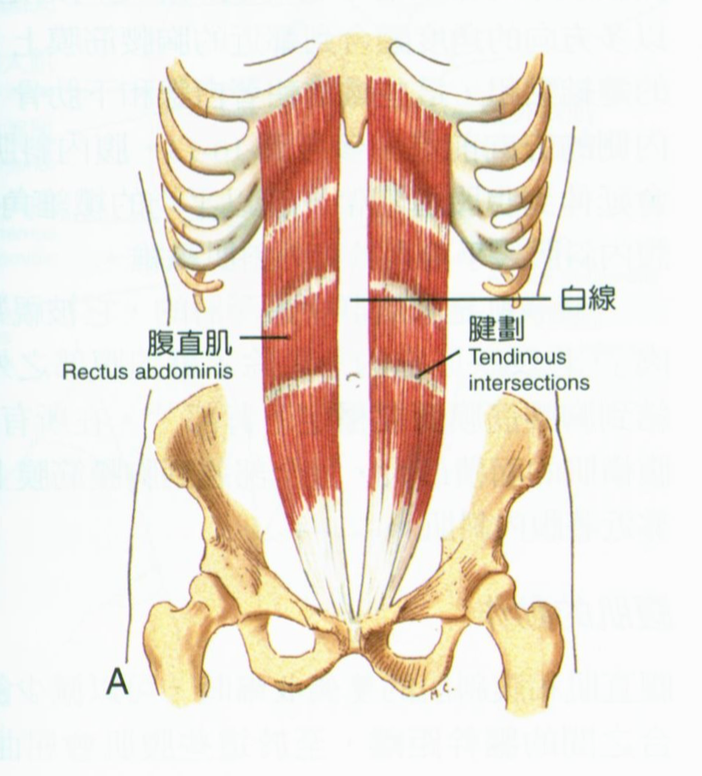 卷腹 举腿 V字起哪种腹肌动作最好 知乎