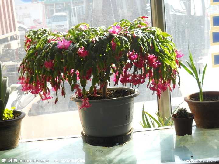 有哪些适合秋冬观花的室内植物 知乎 有哪些适合秋冬观花的室内植物 知乎