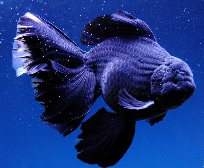 有哪些奇怪的淡水鱼 知乎