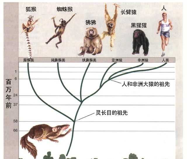 动物祖先大全图片