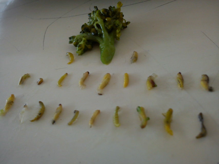 那一人份的西兰花我吃了一半,才发现的虫子t_t 请原谅我当时挑了半个