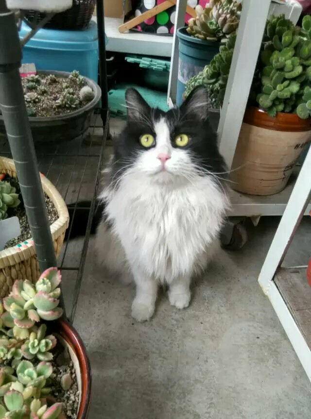 有没有知友又养猫又养多肉的 知乎 有没有知友又养猫又养多肉的 知乎