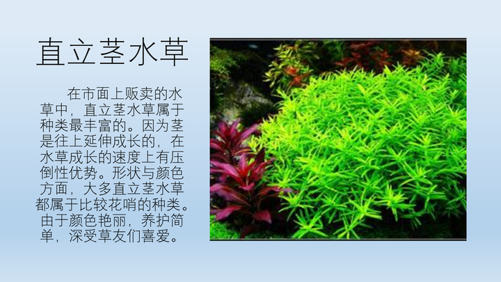 新人入坑水草缸 求大神科普水草知识 包括水草种类 品名习性等 知乎 新人入坑水草缸 求大神科普水草知识 包括水草种类 品名习性等 知乎