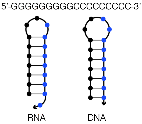 为什么 RNA 双链很稳定，但是生物体内 RNA 都是单链的呢？ - 知乎