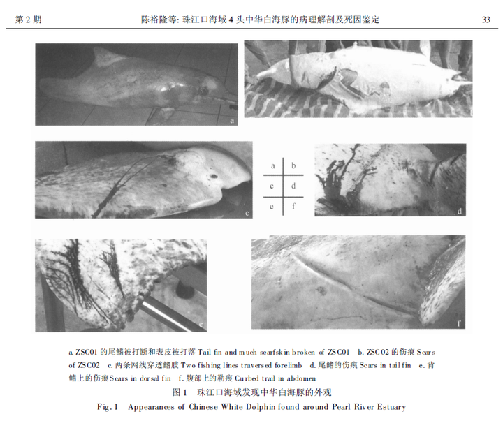 中华白海豚是一种怎样的动物 它们的现状如何 知乎