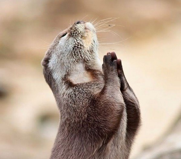 为什么人会人格化其他东西?