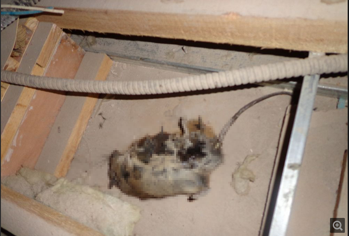 家里闻到死老鼠的味道 有什么办法迅速找到 赵宇的回答 知乎