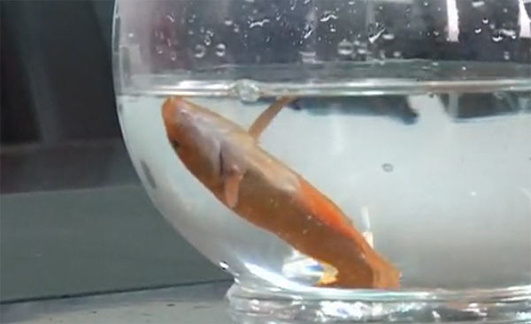 金鱼被冻成冰块后还能活么 知乎