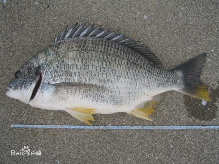 中国市场上有哪些食用鱼类品种 养殖方式各有什么特点 知乎