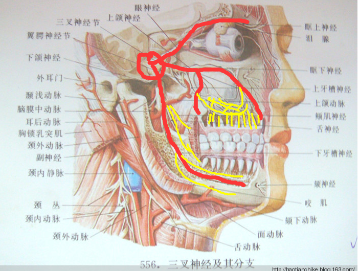 牙痛真的会令人丧命么，为什么？ - 知乎