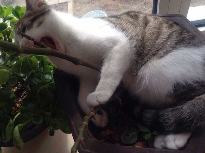 猫刨我花盆怎么办 知乎