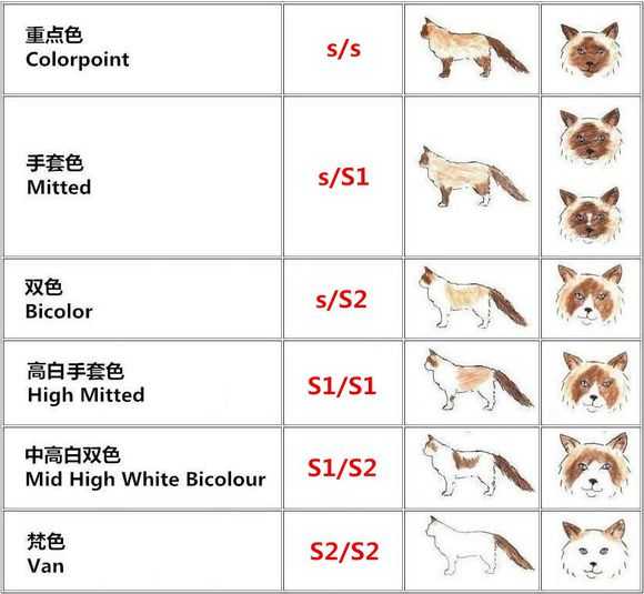 布偶猫梵色长什么样