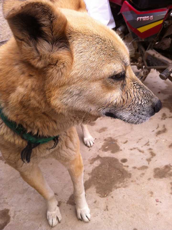 狗是怎么理解离别的 知乎