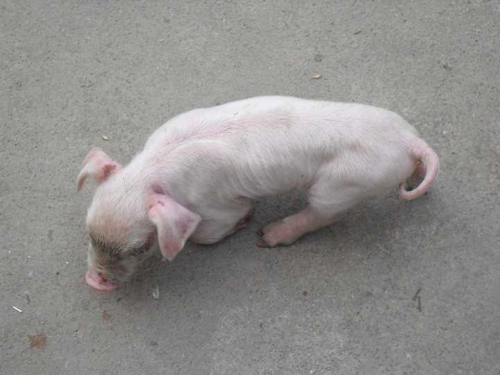 如何评价温州一头猪跑到寺院门口下跪的事件?