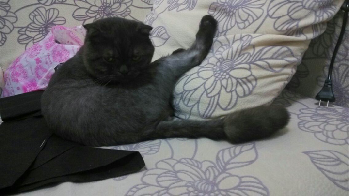 怎么才能知道猫是否爱主人 知乎 怎么才能知道猫是否爱主人 知乎