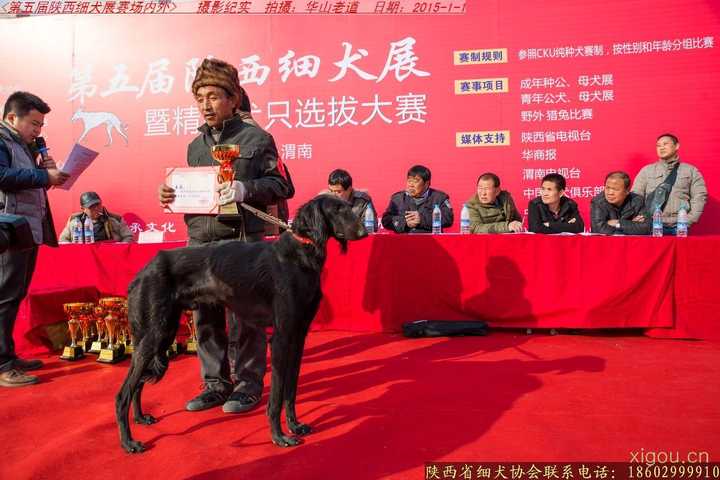 中国本土犬种都有哪些 知乎