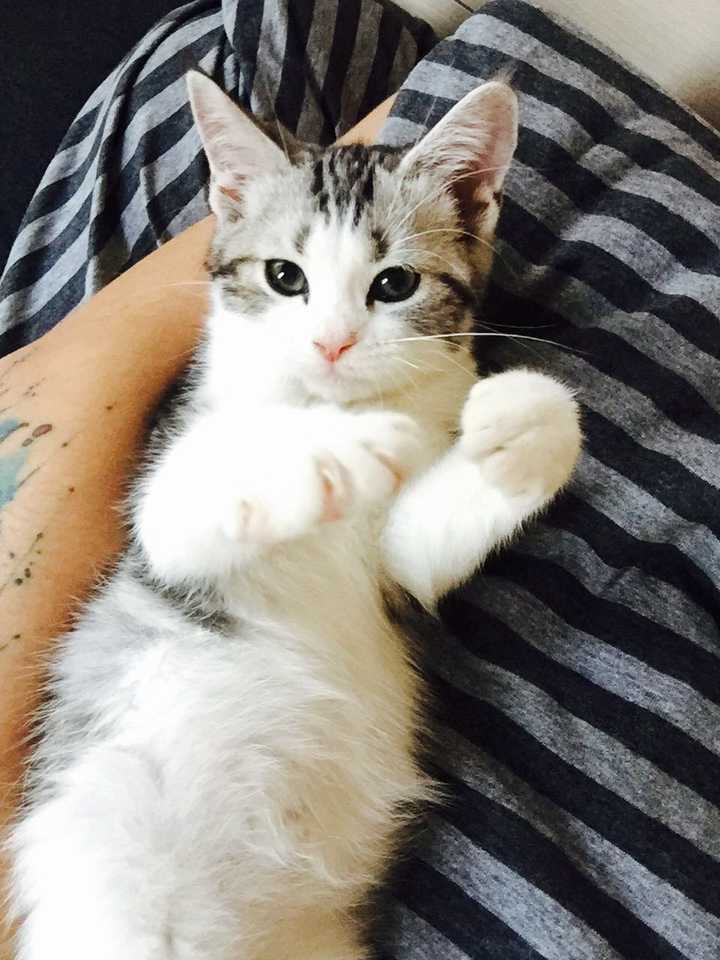 什么样的猫才叫做起司猫 知乎 什么样的猫才叫做起司猫 知乎