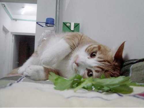 为什么很多猫喜欢猫薄荷会使猫嗨起来？