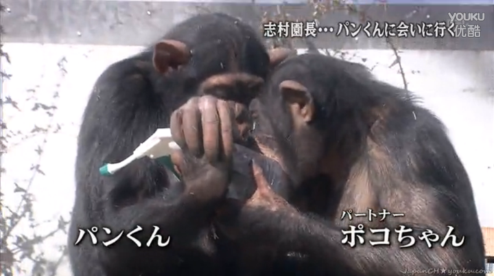 想知道日本猩猩小庞的近况 知乎 想知道日本猩猩小庞的近况 知乎