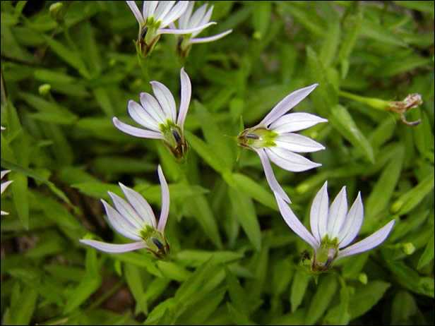 头状花序,基本确认菊科