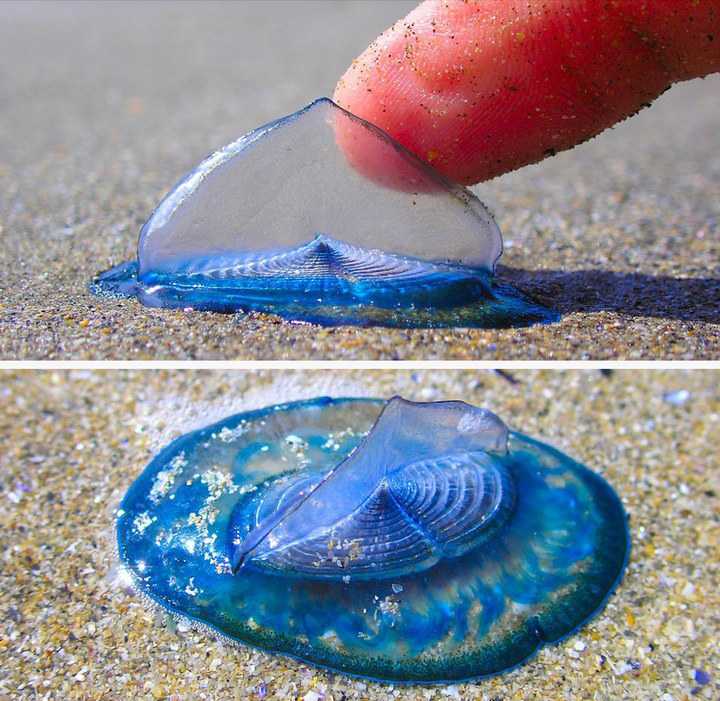 有哪些奇特的海洋生物 知乎 有哪些奇特的海洋生物 知乎