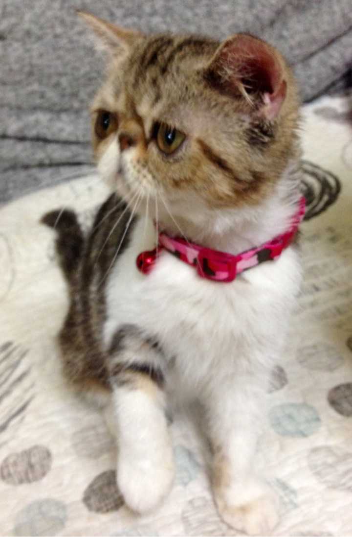 纯种猫与其他猫相比好在什么地方?