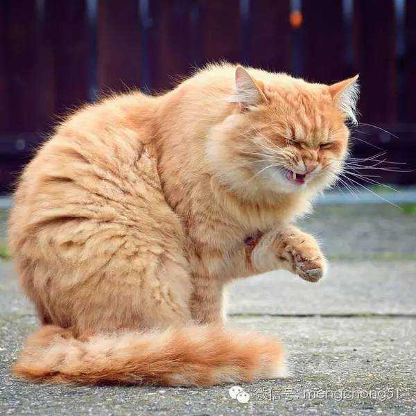 猫得了感冒会自己好吗 知乎 猫得了感冒会自己好吗 知乎